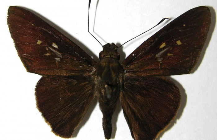 Fig.3. Adulto de <i>Damas clavus</i>. Macho 47mm  de longitud vista dorsal. Voucher: Fig.3.06-SRNP-34109-DHJ351646.jpg.
