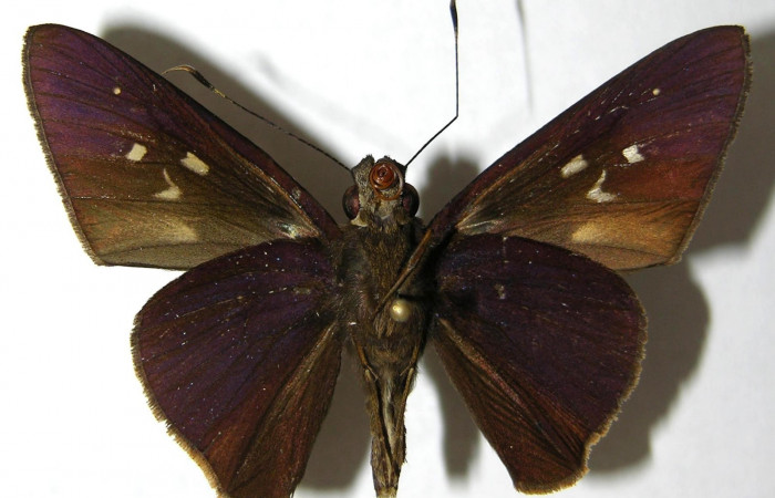 Fig.4. Adulto de <i>Damas clavus</i>. Macho 47mm  de longitud vista ventral. Voucher: 06-SRNP-34109-DHJ351647.jpg.