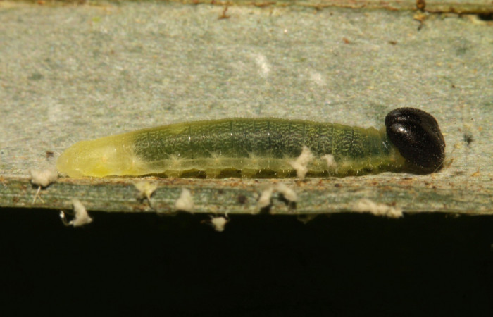 Fig.5. Larva de <i>Damas clavus</i>. 12mm de longitud en segundo estadio. Voucher : 16-SRNP-31306-DHJ735234.jpg.
