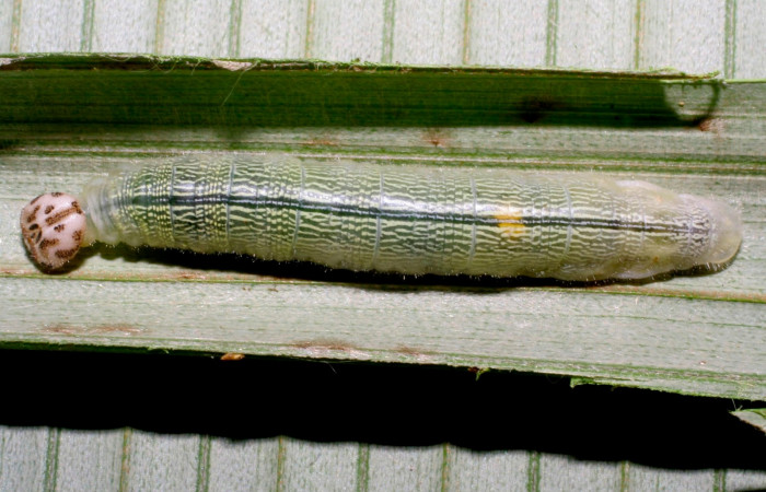 Fig.8. Larva de <i>Damas clavus</i>. 48mm  de longitud último estadio. Voucher : 08-SRNP-40416-DHJ435946.jpg