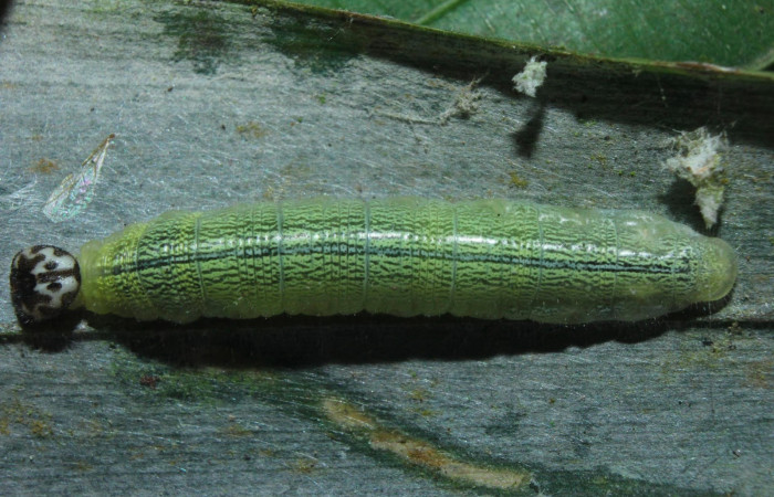Fig.9. Larva de <i>Damas clavus</i>. 26mm  de longitud en penúltimo estadio vista dorsal. Voucher : 16-SRNP-70848-DHJ732936.jpg.