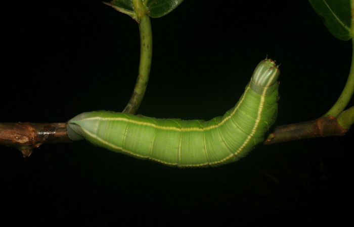 Fig. 10. <i>Pachylia syces</i>, (Sphingidae), larva último estadio. Area de Conservación Guanacaste, Sector Santa Rosa, Casona Santa Rosa. (05-SRNP-60213-DHJ408852.jpg).