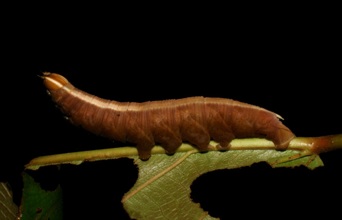 Fig. 11. <i>Pachylia syces</i>, (Sphingidae), larva último estadio. Area de Conservación Guanacaste, Sector San Cristóbal, Río Blanco Abajo. (05-SRNP-7455-DHJ405486.jpg).