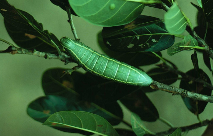 Fig. 1. Larva último estadio, <i>Pachylia syces</i> (Sphingidae). En su planta hospedera, <i>Ficus crassinervia</i> (Moraceae). Area de Conservación Guanacaste, Sector Santa Rosa, Casona Santa Rosa. (81-SRNP-1078-DHJ3308.jpg).