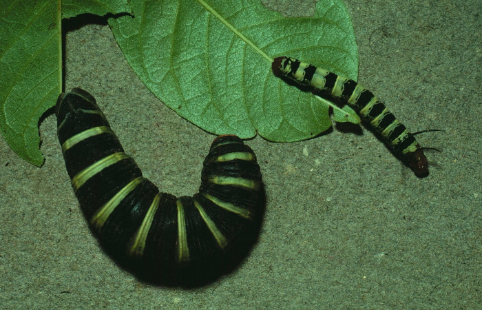 Fig. 9. <i>Pachylia syces</i>, (Sphingidae). Esta es una imagen para mostrar como se puede camuflar otra especie de larva de mariposa, la larva de la derecha es <i>Arsenura arianae</i>, (Saturniidae) y la de la izquierda es <i>Pachylia syces</i>, (Sphingidae), en prepupa. Area de Conservación Guanacaste, Sector Santa Rosa, Casona Santa Rosa. (81-SRNP-900-DHJ3002.jpg).