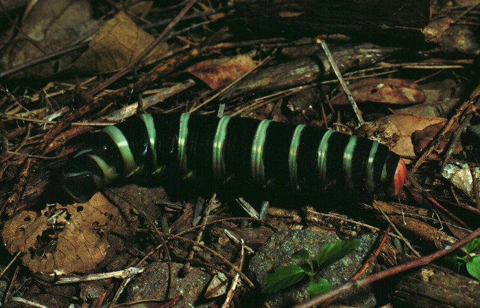Fig. 12. Prepupa <i>Pachylia syces</i>, (Sphingidae). Area de Conservación Guanacaste, Sector Santa Rosa, Cafetal. En este estado su cambio de color es totalmente impresionante. (87-SRNP-572-DHJ9863.jpg).