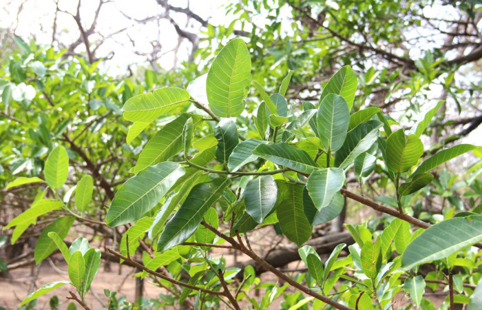 Fig. 16. <i>Ficus croata</i> (introduced), familia (Moraceae), planta hospedera de </i>Pachylia syces</i> (Sphingidae). Area de Conservación Guanacaste, Parque Nacional Santa Rosa, Casona Santa Rosa. Foto: Parataxónomo Manuel Pereira 04/21/2020.