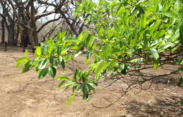 Fig. 17. <i>Ficus croata</i> (introduced), familia (Moraceae), planta hospedera de <i>Pachylia syces</i> (Sphingidae). Area de Conservación Guanacaste, Parque Nacional Santa Rosa, Casona Santa Rosa. Foto: Parataxónomo Manuel Pereira 04/21/2020.