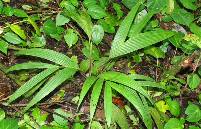 Fig.16. Planta hospedera de <i>Damas immacula</i>, <i>Calyptrogyne trichostachys</i> (Arecaceae).