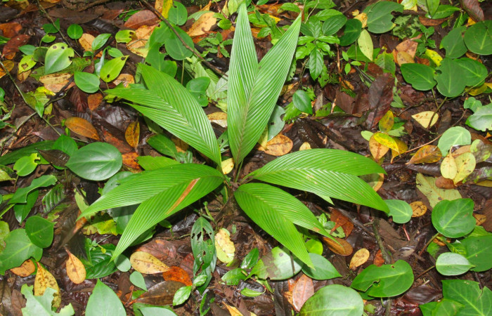 Fig.18. Planta hospedera de <i>Damas immacula</i>, <i>Asterogyne martiana</i> (Arecaceae).