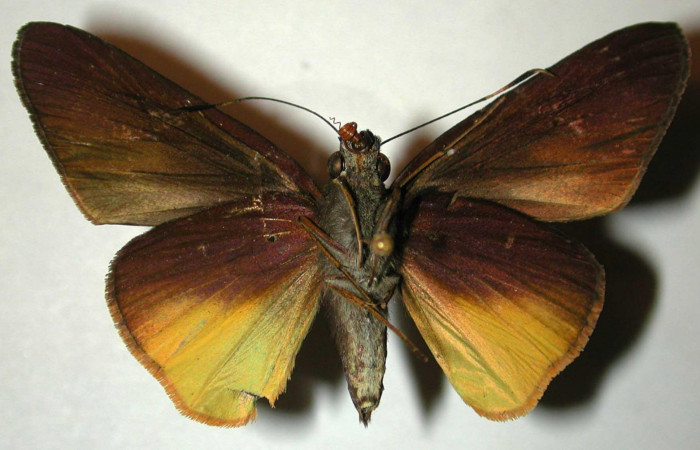 Fig.2. Adulto de <i>Damas immacula</i>. Hembra 47mm  de longitud vista ventral. Voucher: 00-SRNP-11974-DHJ32975.jpg.