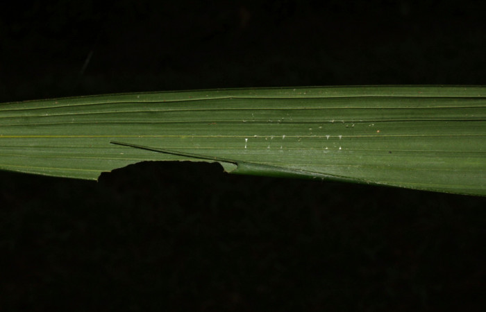 Fig.5. Casa de <i>Damas immacula</i>. 28mm de longitud en tercer  estadio. Voucher : 16-SRNP-30397-DHJ729431.jpg.