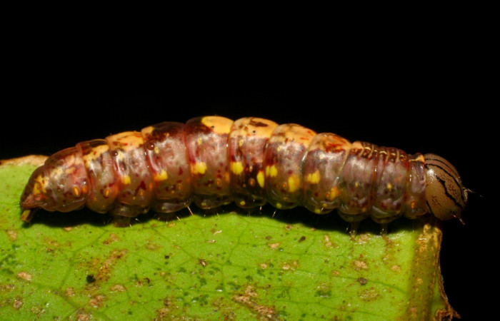 Fig.10. Prepupa de <i>Disphragisella</i> deliraICG02. Mide 26mm de longitud. Voucher : 06-SRNP-33720-DHJ416309.jpg.