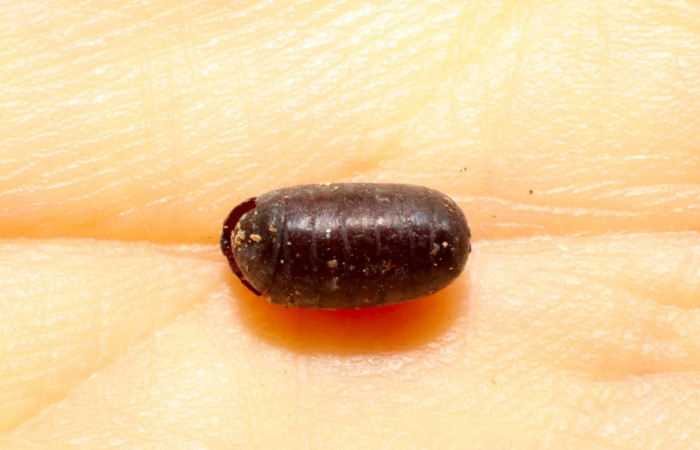 Fig.11. Pupario Tachinidae, parásito Lespesia Wood33DHJ15 de <i>Disphragisella</i>  deliraICG02. Voucher : 09-SRNP-30831-DHJ469653.jpg.