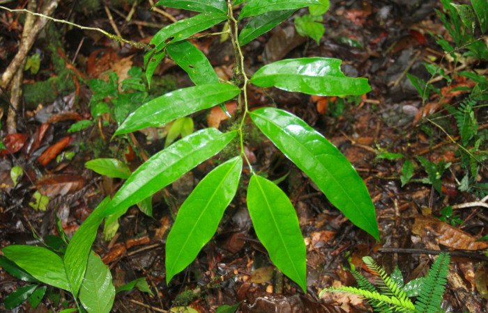 Fig. 14. Mostrando hojas de <i>Drypetes standleyi</i>,
planta hospedera de <i>Disphragisella</i> deliraICG02.  (Putranjivaceaees). 