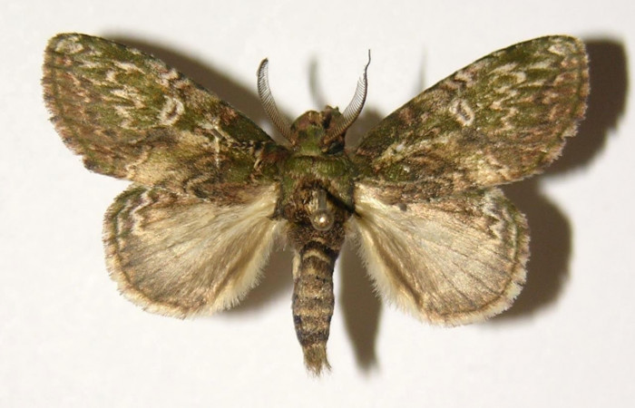 Fig.2. Adulto de <i>Disphragisella</i> deliraICG02. Macho 32mm de longitud vista dorsal. Voucher : 04-SRNP-33213-DHJ300350.jpg.