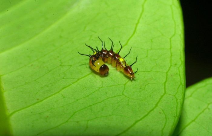 Fig.5. Larva de <i>Disphragisella</i> deliraICG02, en primer estadío. Mide 7mm de longitud. Voucher : 08-SRNP-32103-DHJ445648.jpg.