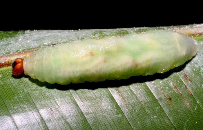 Fig.12. Como ejemplo de larvas de parásito de la familia (Tachinidae), en la larva <i>Talides </i>Burns. Voucher : 08-SRNP-41154-DHJ442320.jpg.
