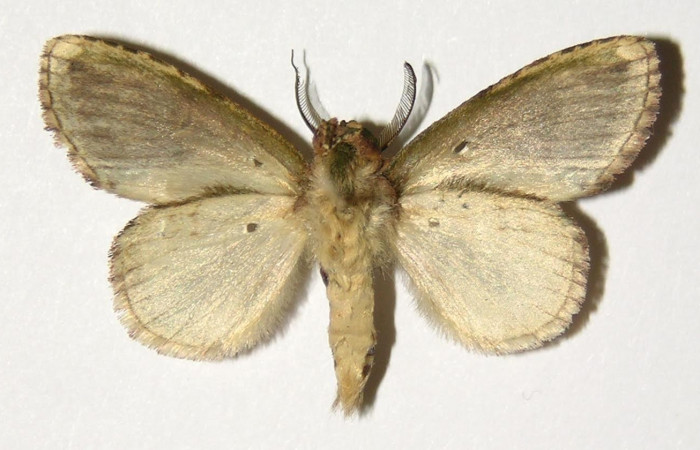 Fig.4. Adulto de <i>Disphragisella</i> deliraICG02. Macho 32mm de longitud vista dorsal. Voucher : 04-SRNP-33213-DHJ300351.jpg.