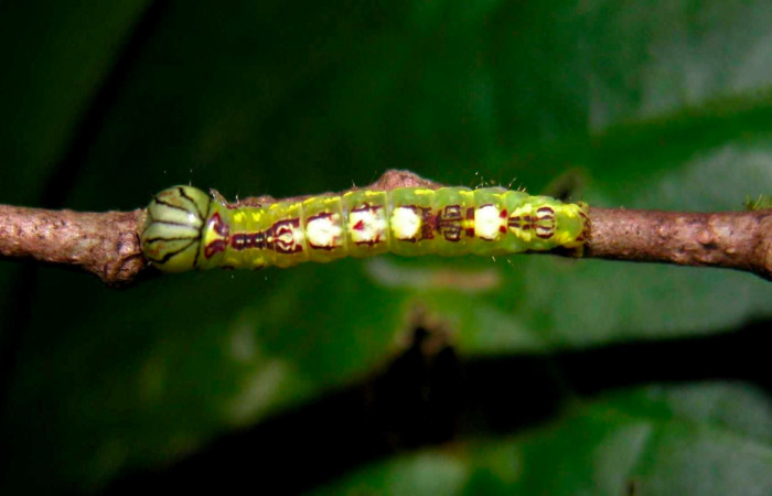 Fig.6. Larva de <i>Disphragisella</i> deliraICG02, penúltimo estadío. Mide 17mm de longitud. Voucher : 04-SRNP-55376-DHJ402021.jpg.