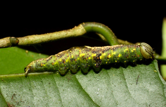 Fig.8. Larva de <i>Disphragisella</i> deliraICG02, último estadío. Mide 30mm de longitud. Voucher : 11-SRNP-31626-DHJ482541.jpg.