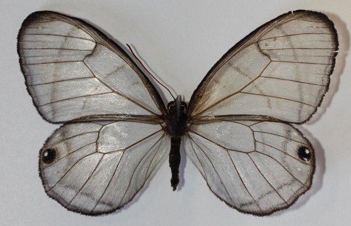 Fig.1. Adulto de <i>Dulcedo polita</i> en posición dorsal, mide 55 milímetros de longitud con las alas extendidas. Voucher : 13-SRNP-43563-DHJ583778.jpg.