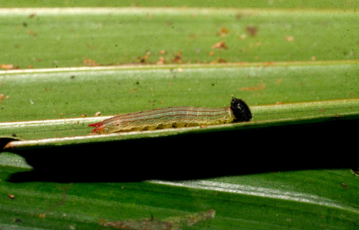Fig.3. Larva de <i>Dulcedo polita</i> en posición lateral, mide 8 milímetros de longitud. Voucher : 09-SRNP-40935-DHJ459436.jpg.