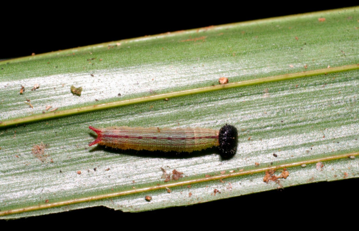 Fig.4. Larva de <i>Dulcedo polita</i> en posición dorsal, mide 8 milímetros de longitud. Voucher : 09-SRNP-40935-DHJ459438.jpg.