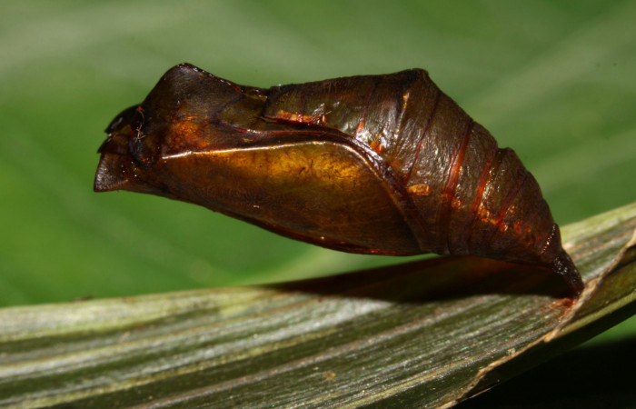 Fig.8. Pupa de <i>Dulcedo polita</i> en posición lateral, mide 20 milímetros de longitud. Voucher : 12-SRNP-31483-DHJ700161.jpg.
