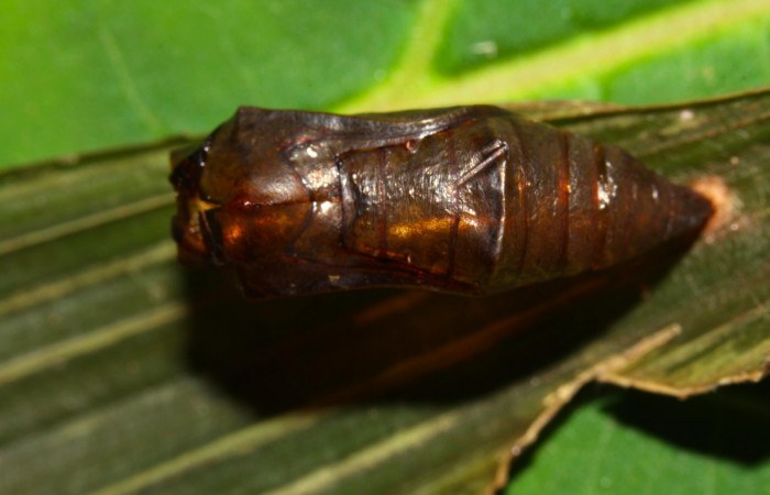 Fig.9. Pupa de <i>Dulcedo polita</i> en posición dorsal, mide 20 milímetros de longitud. Voucher : 12-SRNP-31483-DHJ700163.jpg.