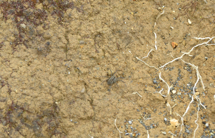 Volcán Rincón de la Vieja el 26 de junio del 2017, Fotografía: Christian Zúñiga Gutiérrez