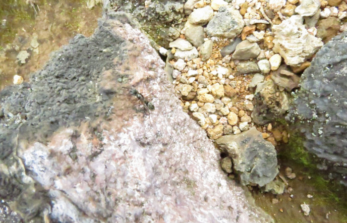 Volcán Rincón de la Vieja el 26 de junio del 2017, Fotografía: Christian Zúñiga Gutiérrez