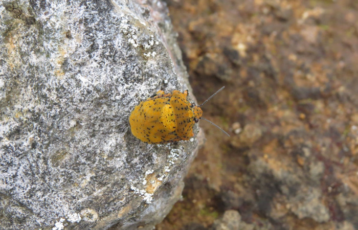 Ascenso a cráter 2, Volcán Rincón de la Vieja el 26 de junio del 2017, Fotografía: Christian Zúñiga Gutiérrez