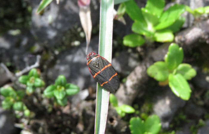 Volcán Rincón de la Vieja el 26 de junio del 2017, Fotografía: Christian Zúñiga Gutiérrez