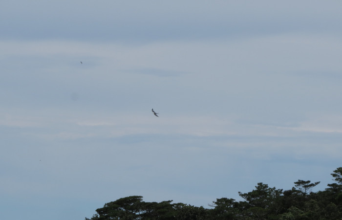 Ascenso a cráter 2, Volcán Rincón de la Vieja el 26 de junio del 2017, Fotografía: Christian Zúñiga GutiérrezAscenso a cráter 2, Volcán Rincón de la Vieja el 26 de junio del 2017, Fotografía: Christian Zúñiga Gutiérrez
