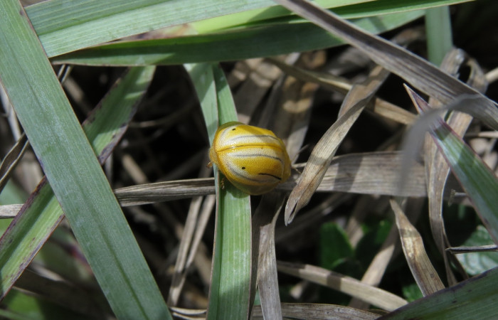 Ascenso a cráter 2, Volcán Rincón de la Vieja el 26 de junio del 2017, Fotografía: Christian Zúñiga Gutiérrez