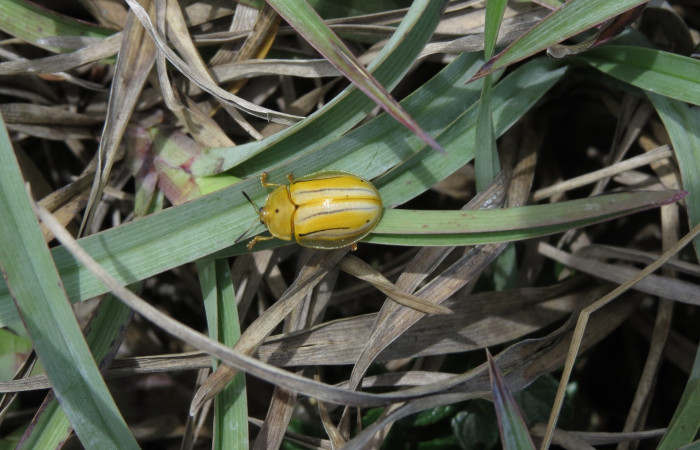 Ascenso a cráter 2, Volcán Rincón de la Vieja el 26 de junio del 2017, Fotografía: Christian Zúñiga Gutiérrez
