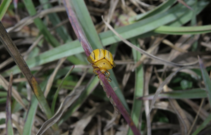 Ascenso a cráter 2, Volcán Rincón de la Vieja el 26 de junio del 2017, Fotografía: Christian Zúñiga Gutiérrez