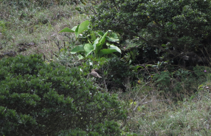 Ascenso a cráter 2, Volcán Rincón de la Vieja el 26 de junio del 2017, Fotografía: Christian Zúñiga Gutiérrez
