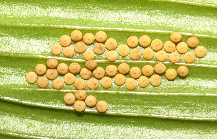 Figura 3. Huevos de <i>Eumaeus godartii</i>. Voucher: 13-SRNP-31405-DHJ701614.jpg. 1mm de longitud.