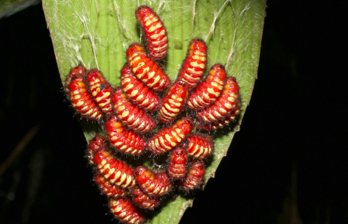 Figura 6. Prepupas de <i>Eumaeus godartii</i>. Voucher: 13-SRNP-31404-DHJ701611.jpg.