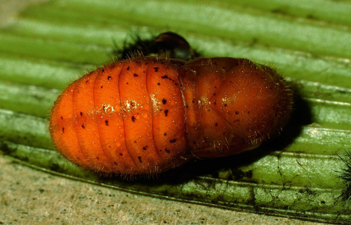 Figura 9. Pupa de <i>Eumaeus godartii</i>. Voucher: 95-SRNP-602-DHJ22011.jpg. Vista dorsal