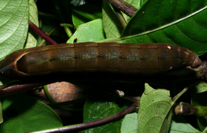 Fig. 11. Larva U estadío <i>Xylophanes rhodina</i>, posición dorsal. Area de Conservación Guanacaste, Sector Cacao, Sendero Cima, elevación 1460 m.s.n.m.  (08-SRNP-36078-DHJ441506.jpg).