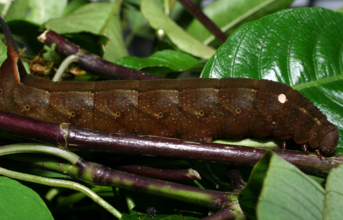 Fig. 12. Larva U estadío <i>Xylophanes rhodina</i>, posición lateral. Area de Conservación Guanacaste, Sector Cacao, Sendero Cima, elevación 1460 m.s.n.m.  (08-SRNP-36078-DHJ441507.jpg).