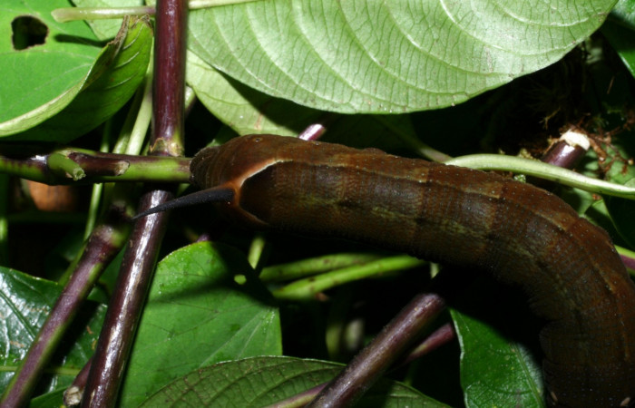 Fig. 13. Larva U estadío <i>Xylophanes rhodina</i>, posición trasera. Area de Conservación Guanacaste, Sector Cacao, Sendero Cima, elevación 1460 m.s.n.m.  (08-SRNP-36078-DHJ441510.jpg).