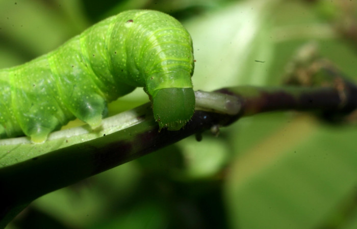 Fig. 6. Larva PPU estadío <i>Xylophanes rhodina</i>, posición frontal. Area de Conservación Guanacaste, Sector Cacao, Sendero Cima, elevación 1460 m.s.n.m.  (08-SRNP-36078-DHJ441518.jpg).