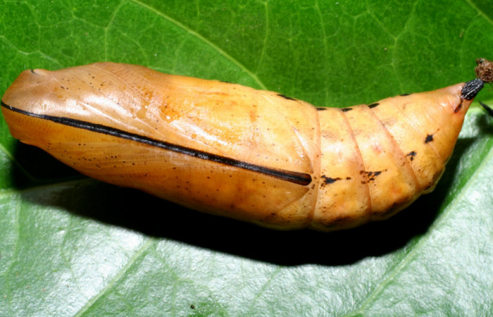 Fig. 20. Pupa <i>Xylophanes rhodina</i>, posición ventral. Area de Conservación Guanacaste, Sector Cacao, Sendero Cima, elevación 1460 m.s.n.m.  (08-SRNP-36078-DHJ446352.jpg).
