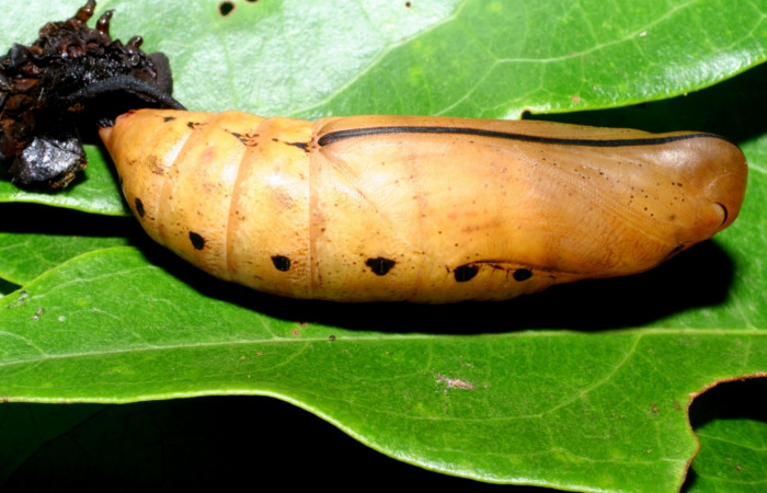 Fig. 21. Pupa <i>Xylophanes rhodina</i>, posición ventral. Area de Conservación Guanacaste, Sector Cacao, Sendero Cima, elevación 1460 m.s.n.m.  (08-SRNP-36078-DHJ446360.jpg).