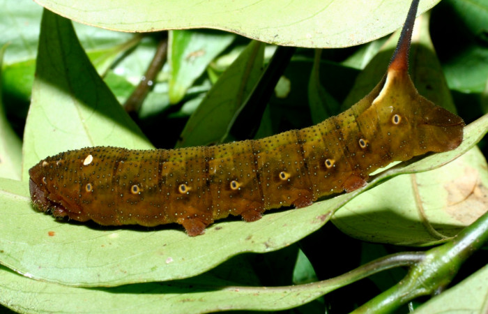 Fig. 15. Larva U estadío <i>Xylophanes rhodina</i>, posición lateral. Area de Conservación Guanacaste, Sector Cacao, Sendero Cima, elevación 1460 m.s.n.m.  (09-SRNP-36098-DHJ455997.jpg).