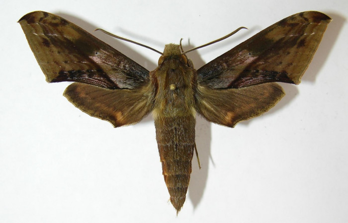 Fig. 1. Adulto <i>Xylophanes rhodina</i>, posición dorsal. Area de Conservación Guanacaste, Sector Cacao, Sendero Cima, elevación 1460 m.s.n.m.  (09-SRNP-36158-DHJ513774).